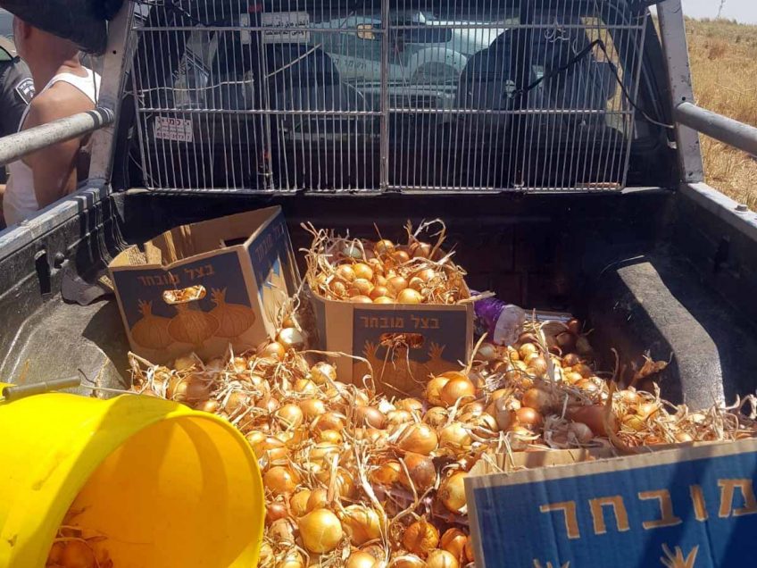 ייגמר בדמעות? כוחות מג״ב עצרו חשוד בגניבת כ-178 קילו בצל מקיבוץ יזרעאל ייגמר בדמעות? כוחות מג״ב עצרו חשוד בגניבת כ-178 קילו בצל מקיבוץ יזרעאל