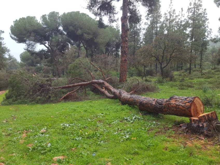 ונדליזם בדרך נוף יער בית קשת: שני עצי אורן בני כ-95 שנה נכרתו על ידי אלמונים ונדליזם בדרך נוף יער בית קשת: שני עצי אורן בני כ-95 שנה נכרתו על ידי אלמונים