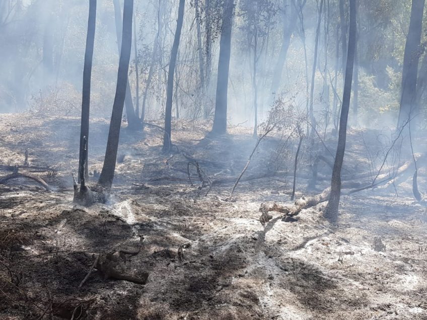 חם, אש: שריפות בגלבוע ובמגידו חם, אש: שריפות בגלבוע ובמגידו