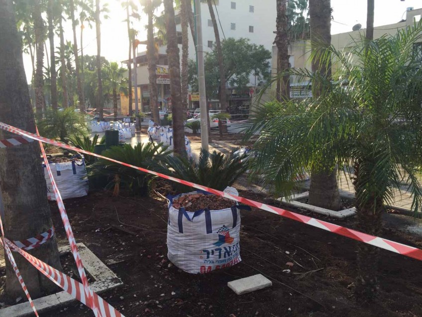 מחלקת הגינון של עירית עפולה החלה לשתול אלפי פרחים ססגוניים