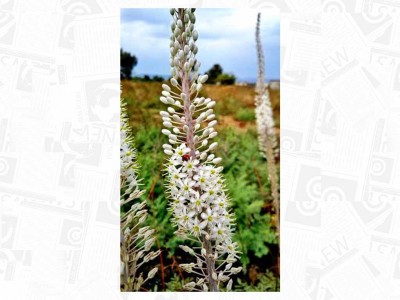 טיול סתיו: מעיינות חמימים, חצבים ותצפית לכינרת בתל ובעינות רקת