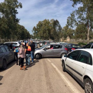 אלפים ביקרו ביער הכלניות במגידו