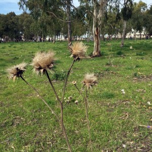 אלפים ביקרו ביער הכלניות במגידו