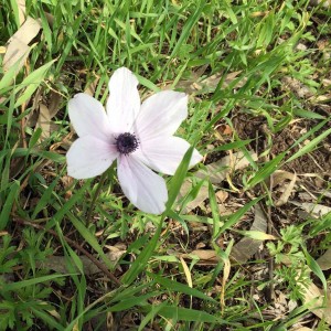 אלפים ביקרו ביער הכלניות במגידו