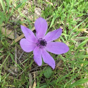 אלפים ביקרו ביער הכלניות במגידו