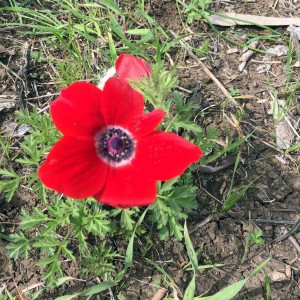 אלפים ביקרו ביער הכלניות במגידו