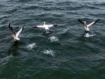 בדרך לאירופה השקנאים עוצרים בכינרת