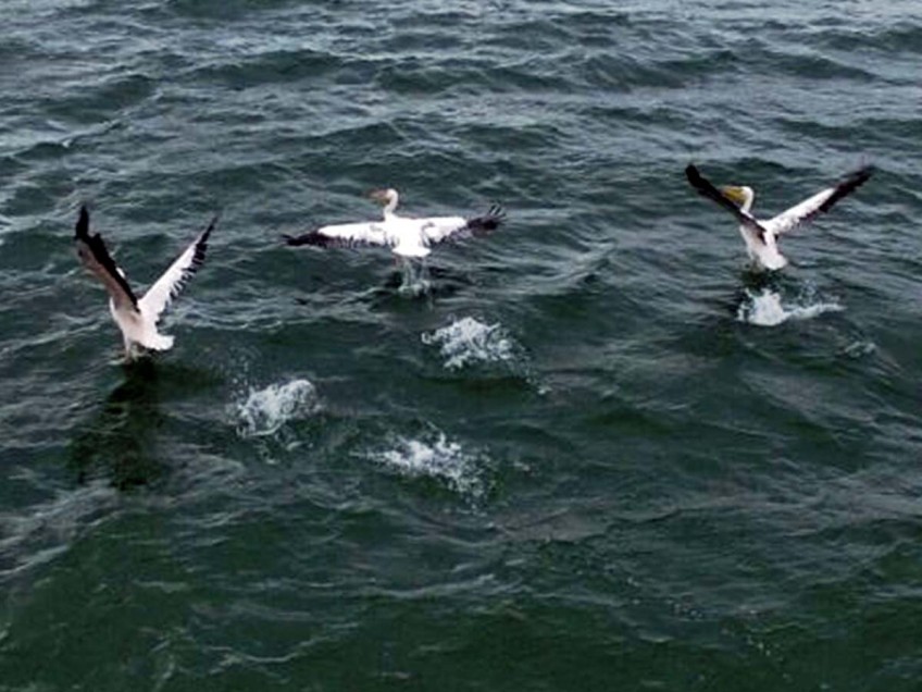 בדרך לאירופה השקנאים עוצרים בכינרת