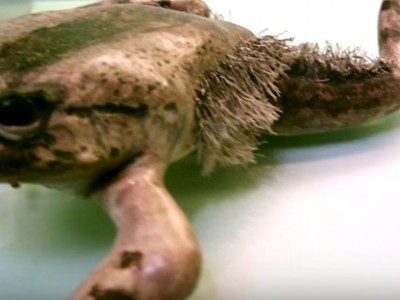 חמישה בעלי חיים בעלי יכולות של גיבורי על ישאירו אתכם בהלם