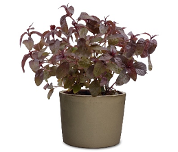 נעים לטעום: ארכובית "אש הדרקון" – הסחוג של המזרח הרחוק