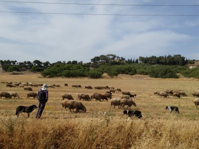 עמק יזרעאל: אחרי 5000 שנה – תל שמרון מתעורר לחיים