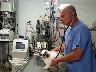 חיות מחמד: איך לטייל עמם בקיץ ולשמור על בריאותם