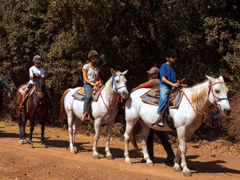 טיולי סוסים במרום גולן. צילום אילן הדר