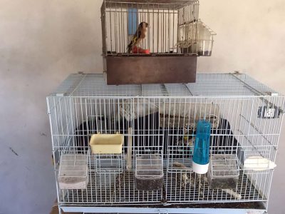 עמק המעיינות: נעצרו בחשד לציד חוחיות לא חוקי