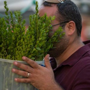 יריד ארבעת המינים. צילום: מרלן נוי
