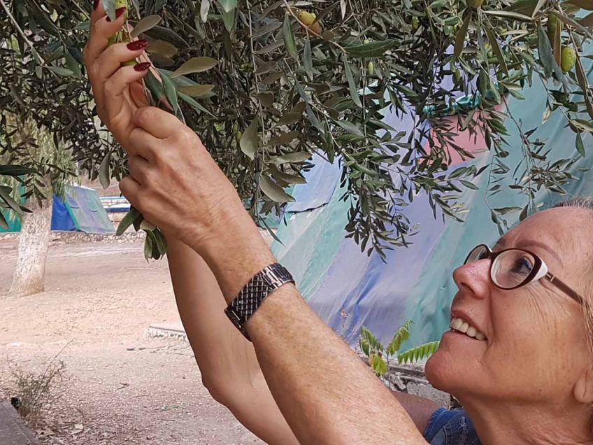 סוכות עם קק"ל: חגיגת מסיק זיתים ביער לביא סוכות עם קק"ל: חגיגת מסיק זיתים ביער לביא