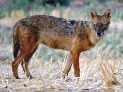 עפולה: כלבה אובחנה כחולה בכלבת