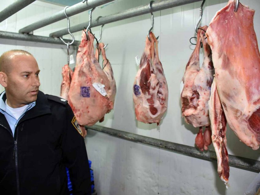 חצי טון בשר בשחיטה שחורה נתפס בקצביות בעמק חצי טון בשר בשחיטה שחורה נתפס בקצביות בעמק