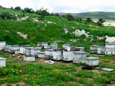 תושב האזור חשוד בגניבת 18 חלות דבש