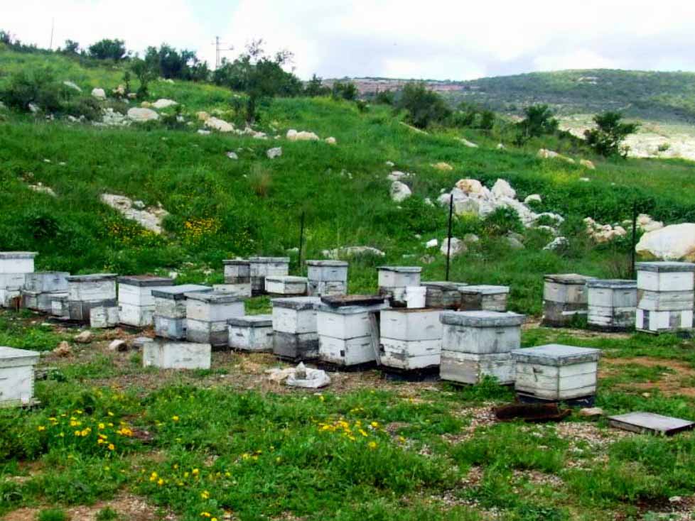 כוורת הבוסתן בפקיעין