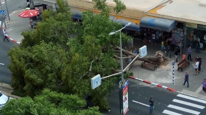 מלחיץ: עץ ענק קרס במרכז העיר עפולה מלחיץ: עץ ענק קרס במרכז העיר עפולה
