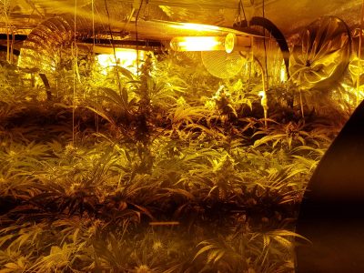 אישום: הקימו מעבדת סמים לגידול קנביס בנוף הגליל