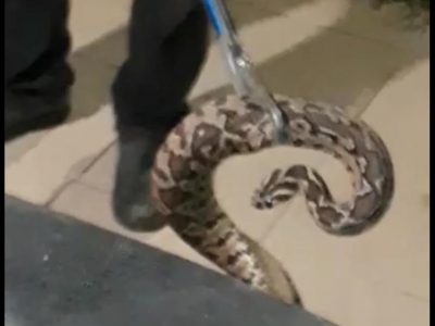 עלייה של 20% בהכשות: זהירות, נחשים