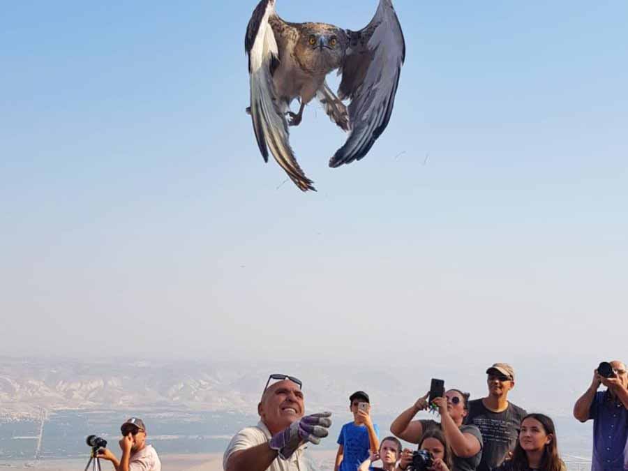 משה קשה משחרר את החיוויאי