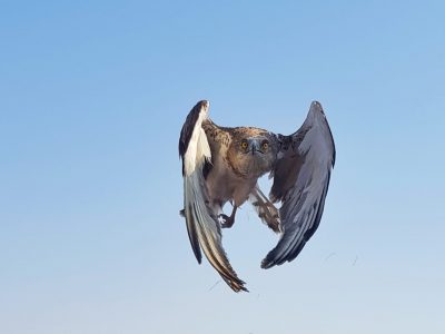 נופל וקם: סיפור ההצלה המרגש של החיוויאי מהעמק