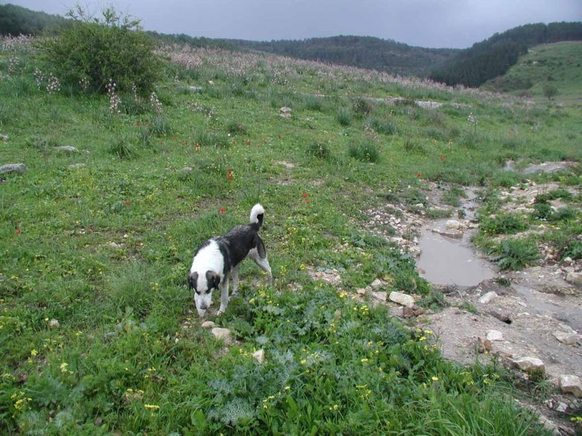 שלב ראשון בתכנית לניהול תנועת מבקרים באגן נחל שופט שלב ראשון בתכנית לניהול תנועת מבקרים באגן נחל שופט