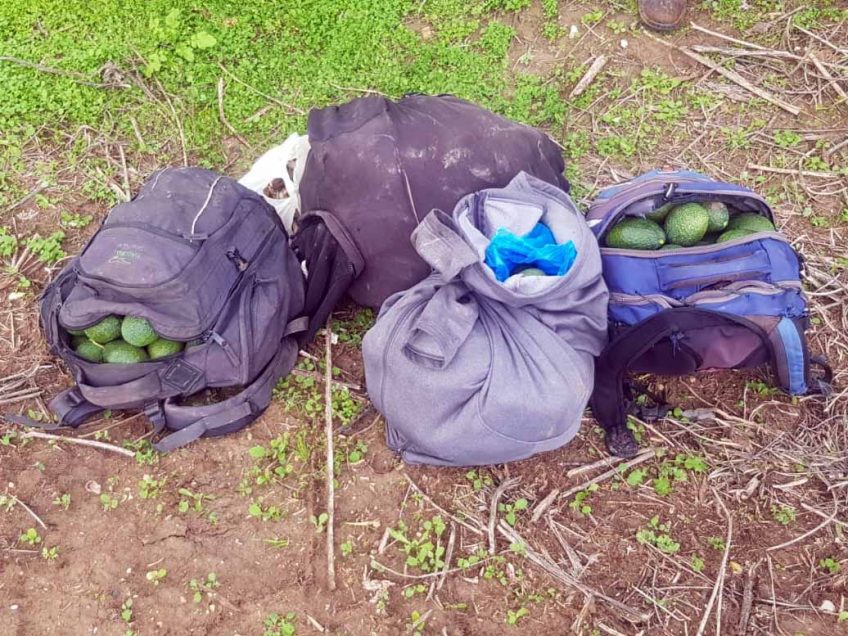 משא אבוקדו: גנבו עשרות ק"ג של הפרי היקר ופתחו בצעדה אל שטחי הרשות משא אבוקדו: גנבו עשרות ק"ג של הפרי היקר ופתחו בצעדה אל שטחי הרשות