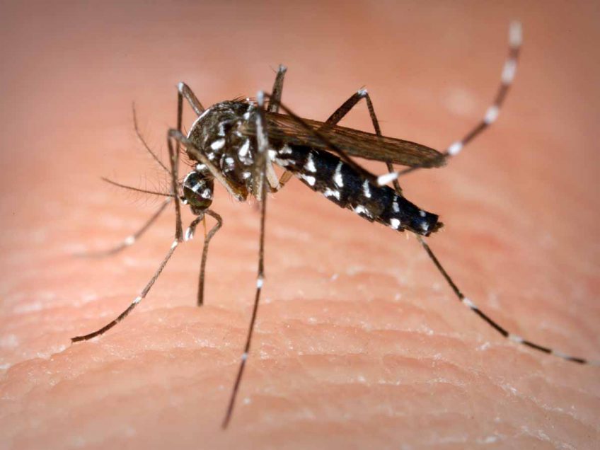יתושים נגועים בנגיף קדחת מערב הנילוס התגלו בנחל גלבוע