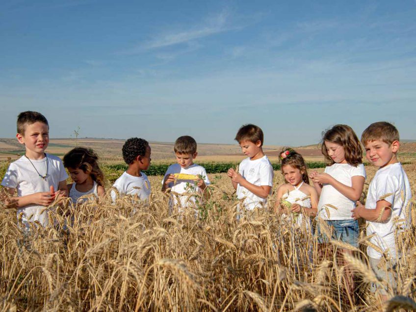 שבועות בגלבוע: ילדי קיבוץ בית השיטה, יצאו לשדות לחגוג את החג שבועות בגלבוע: ילדי קיבוץ בית השיטה, יצאו לשדות לחגוג את החג