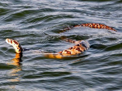 יצא לשחיית בוקר: צפע ארצישראלי תועד בבריכת דגים בעמק המעיינות