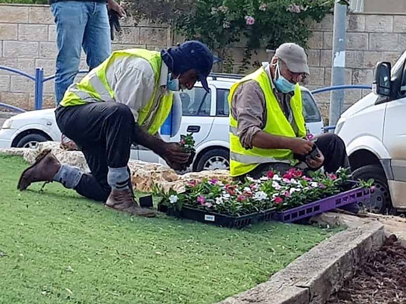 עפולה: עוטפים את העיר בפרחים עפולה: עוטפים את העיר בפרחים