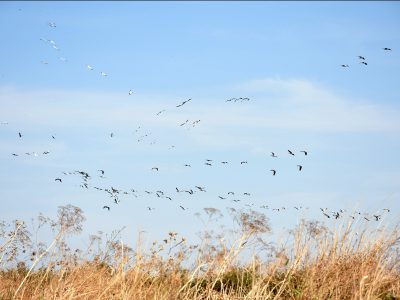 ציפורים נודדות ושדות שנצבעים בירוק: פארק המעיינות פתוח למבקרים