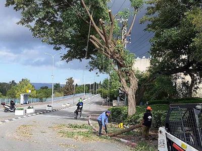 גבעת המורה: מבצע לכריתת עצים מסוכנים