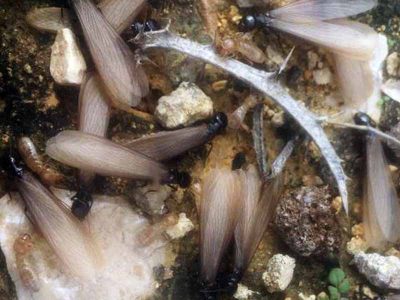 הגשמים הגיעו, ואיתם מעוף הכלולות של הנמלים והטרמיטים