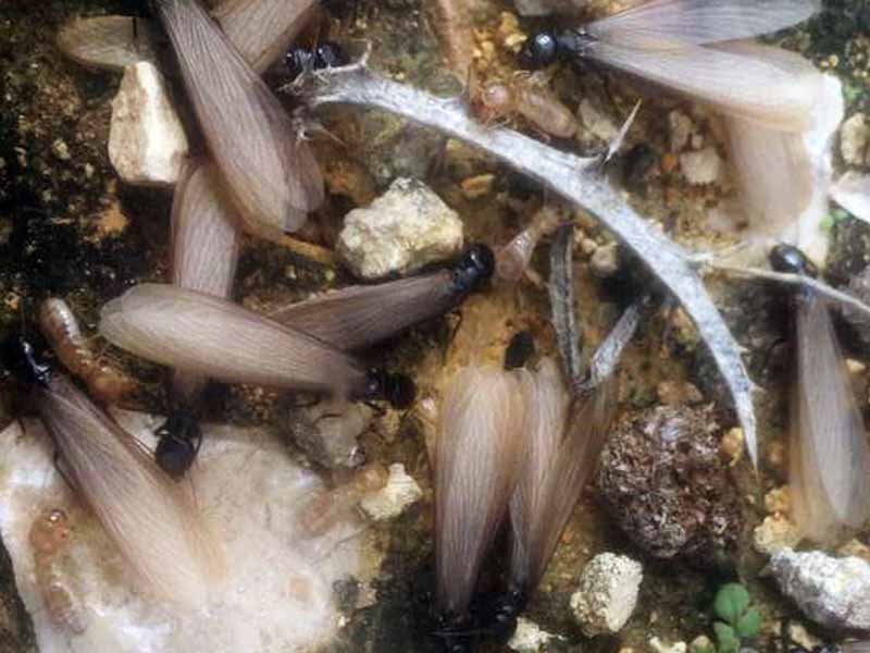 הגשמים הגיעו, ואיתם מעוף הכלולות של הנמלים והטרמיטים