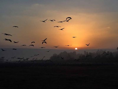 פארק הטבע והצפרות אגמון החולה קק"ל:  סיורים והרצאות בראי התנ"ך