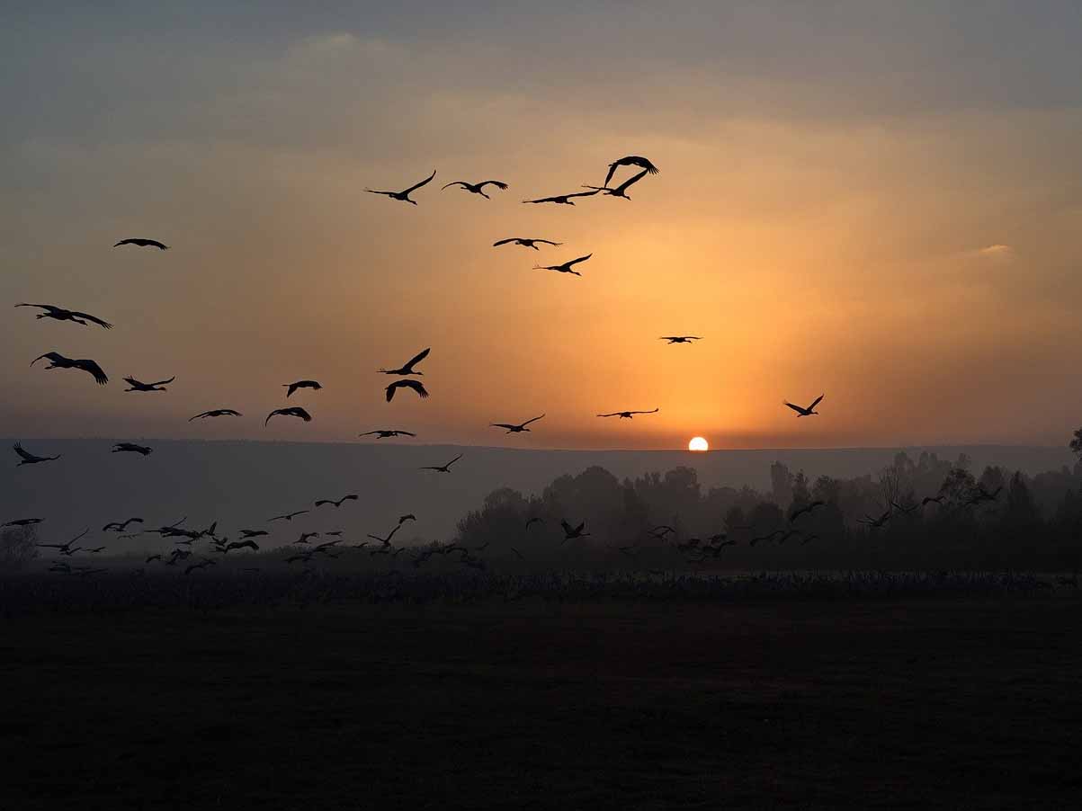 אגמון החולה צילום אבי הירשפלד