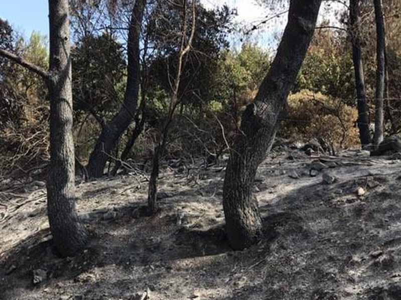 נוטעים תקווה לעתיד: קק"ל יוצאת במבצע נטיעות דיגיטאליות ליער השרוף בנוף הגליל נוטעים תקווה לעתיד: קק"ל יוצאת במבצע נטיעות דיגיטאליות ליער השרוף בנוף הגליל