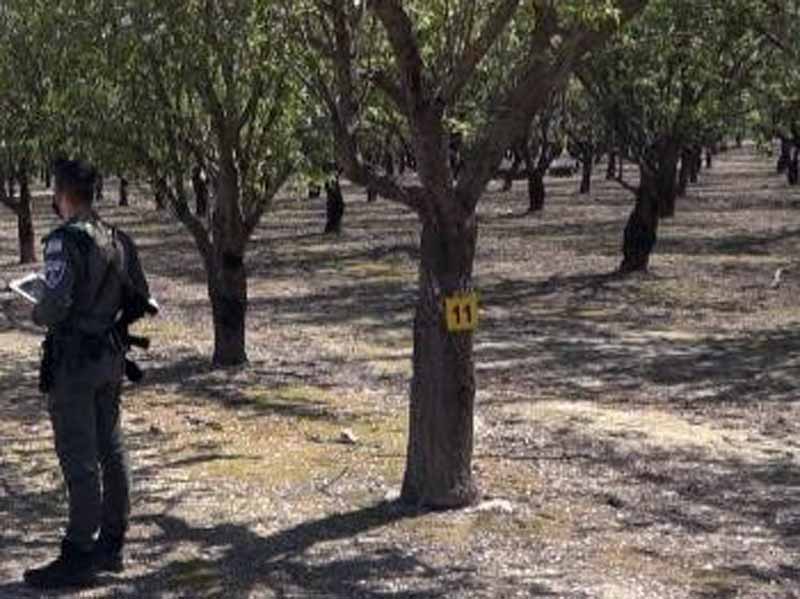 פעילות במטעים. צילום: דוברות המשטרה