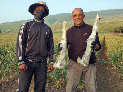 הפתעה במטע התמרים: שני רובי קלצ׳ניקוב