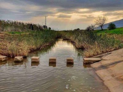 יתושים נגועים בקדחת מערב הנילוס התגלו בגלבוע