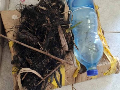 שומרים על החוחיות