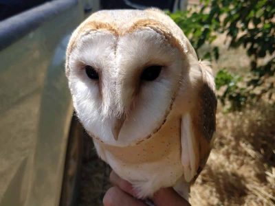 בעמק יזרעאל מאמינים בהדברה ביולוגית באמצעות תנשמות