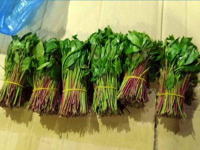 הגת שהתחפש: סוכל ניסיון לייצוא לא חוקי של גת