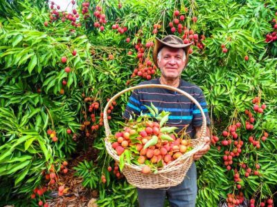 לאכול ישר מהעץ: ה"פסטיבליצ'י" יוצא לדרך