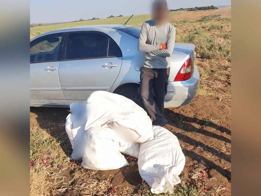 המאבק בגניבות החקלאיות: נלכד חשוד בגניבת עשרות ק"ג בצל מבית קשת המאבק בגניבות החקלאיות: נלכד חשוד בגניבת עשרות ק"ג בצל מבית קשת